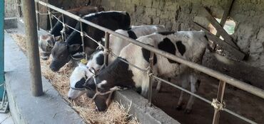 Коровы, быки: Продаю | Бык (самец) | Голштин, Швицкая | На откорм, Для разведения