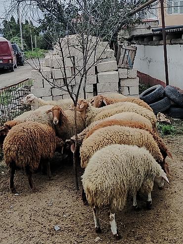 iri buynuzlu mal: Qoyun və quzu – ana bala dəsti - Növ: yerli qoyun (ana) və eyni rəng — 3