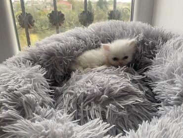 Pişiklər: Fars — 3