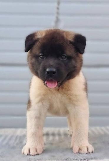 Psi: Američka Akita štenci Odgajivacnica TOP WINNER PUPPY sa ponosom — 6