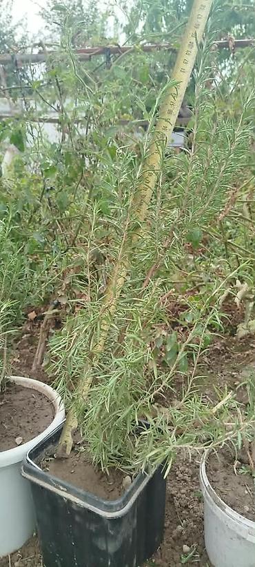 размарин купить: Розмарин (Rosmarinus officinalis) в горшках - Ароматное вечнозеленое — 2
