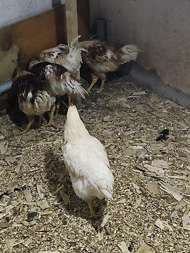 kənt çolpaları: Toyuq, Yumurtalıq — 1