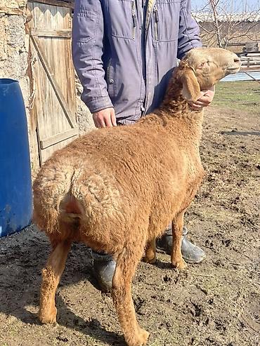 Баран, овца: Продаю | Овца (самка) | Для разведения | Матка — 10