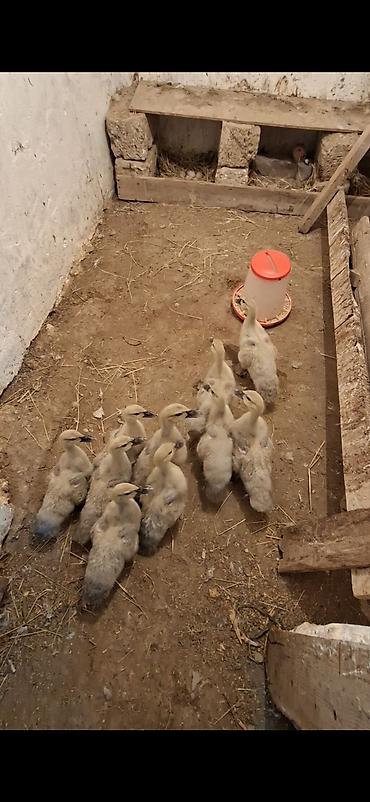 lavanda ördek: 1 ay yarimliq lavanda balalari satilir qiymet 20 man sondur kim — 1