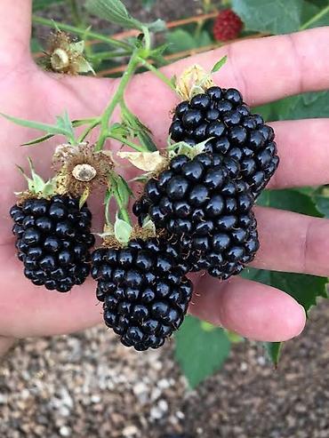 Ежевика: Ежевика — 2