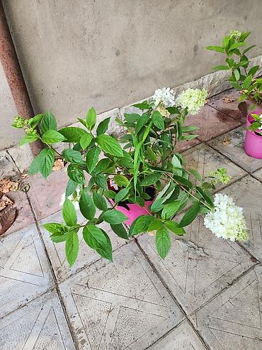payiz dekoru: Ağ çiçəkləri olan panikulyar hortensiya (Hydrangea paniculata) – — 8