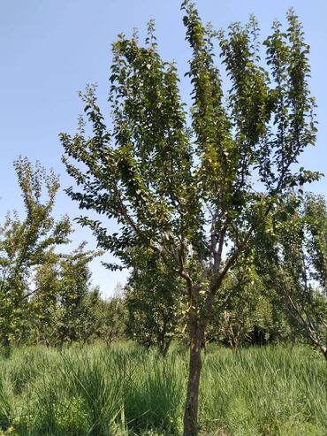 Torpaq sahələrinin satışı: 95 sot, Biznes üçün, Mülkiyyətçi, Kupça (Çıxarış) — 4