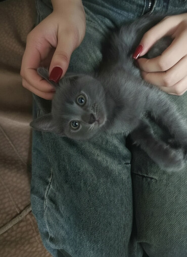 Pişiklər: Boz rəngli balaca pişik balası Salam. bu ayın 11i 4 cü ayına — 1