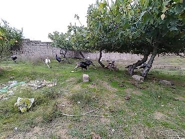 qus: Hinduşqa amerkan broz Kət şəraitində bəsləmiş Saqlam dadlı əti və — 6