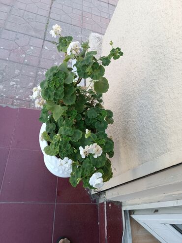 Otaq bitkiləri: Otaq bitkiləri