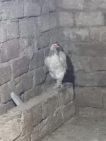 brama toyuqları: Brahma cinsi toyuq - Rəng: ağ bədən, boyun və quyruqda qara naxışlar — 1