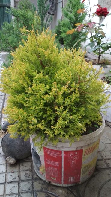 Декоративные деревья: Саженцы деревьев: Туи, Самовывоз — 8