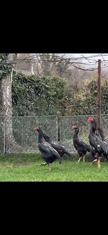 Toyuqlar: Toyuq, Damazlıq — 1