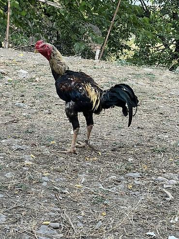 cucə və xoruz təmsil: Heyreti xoruz bir yaş 3 ayliqdir temiz qan heyvandir cadirilma — 2
