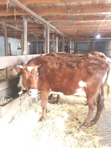 Inəklər, öküzlər: Dişi, il: 1, 100 kq, Südlük — 9