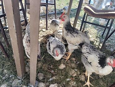 bala tutuquşu: Çolpa satılır 8 m 
diri çəkisi 1.4kg təmizlənmiş halda isə 9m — 1