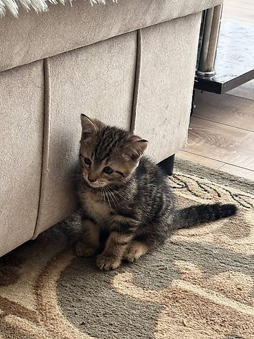 Продажа кошек: Можно забронировать котят😻😽♥️ Возраст 2 месяца🥰 еще сосут мамку — 6