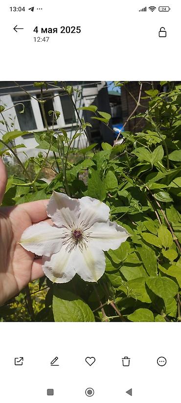 Clematis saplings: Клематис лиановидный, крупноцветковый, двух окрасов: - — 13