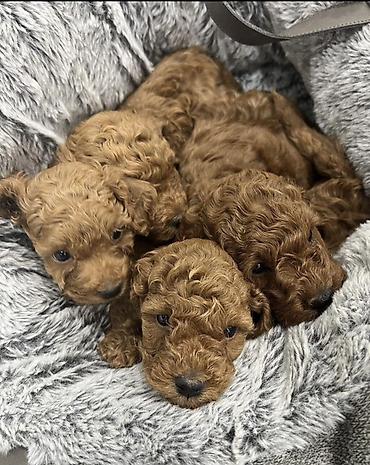 İtlər: Pudel, 1 ay, Ödənişli çatdırılma — 1