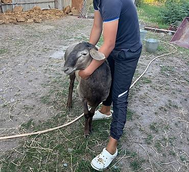 коозу кой: Продаю | Баран (самец) | Для разведения | Осеменитель — 4
