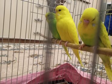 Tutuquşları: Çex tutuquşu balaları satılır 2 aylıqdırlar 3-ü birlikdə 56 manat — 11