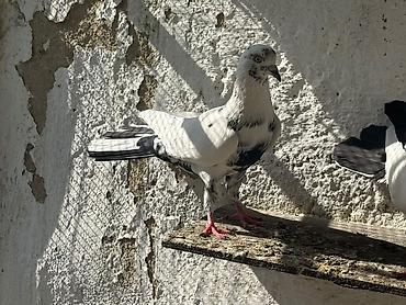 geref qus: Enli quyrug qara ciller hazir cutde var tek erkeyde var tek maya — 9