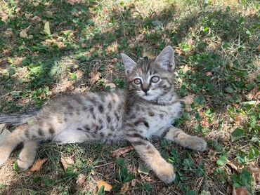 котёнок в добрые руки: Отдам даром котят