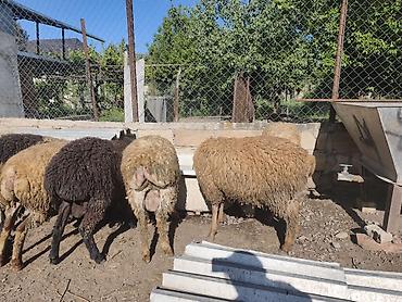 lalafo quzu: Erkək Qurbanlıq quzular satılır diri çəkisi 10manat 50qəpikdən qiyməti — 5