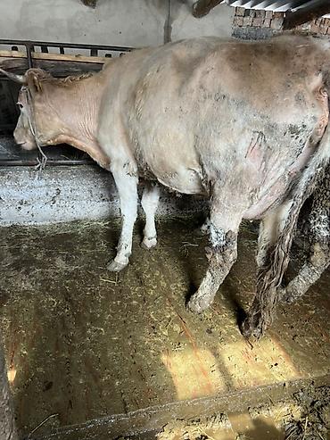 Коровы, быки: Продаю | Корова (самка) | Для молока | Привязанные — 6