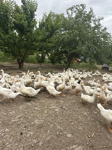 heyvan ve insan seksi: Məhsul: Ağ ördək sürüsü Təsvir: - Kənd həyətində sərbəst — 5