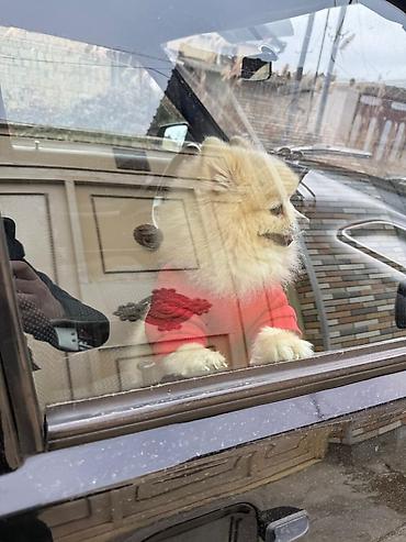 İtlər: Şpitz, 1 il, Erkek — 3