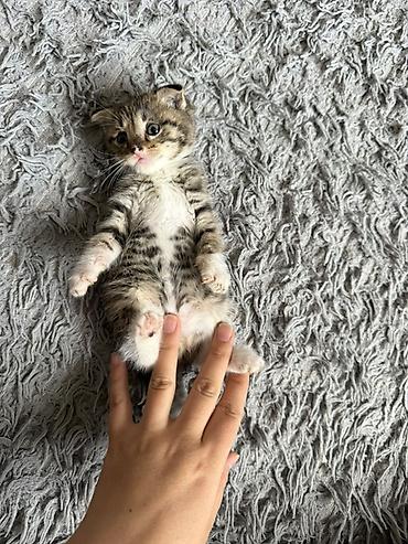 котята токмак: Беспородная, 1 месяц, Мальчик, Приучена к лотку — 6