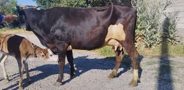Коровы, быки: Продаю | Корова (самка) | Алатауская | На забой, Для молока
