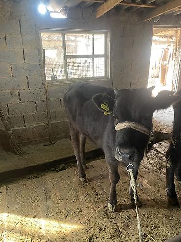 Коровы, быки: Продаю | Тёлка, Музоо, торпок — 5