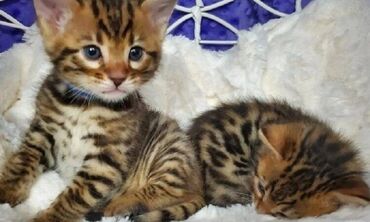 kaisevi komai plus jedan na poklon: Cute Bengal Kittens Available for Adoption Pure Breed kittens 3x