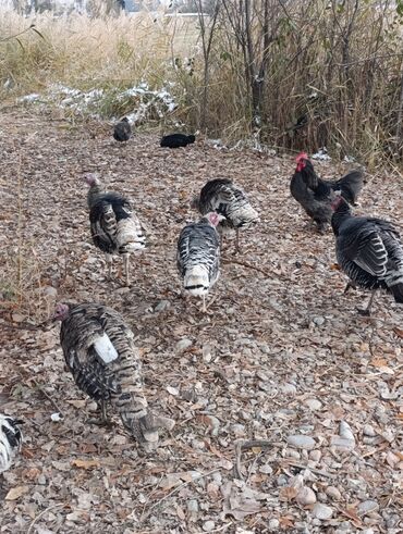 Индюки: Продаю | Индюшка (самка) | Для разведения | Племенные — 4