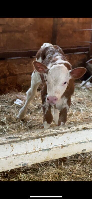 simmental inəklər: Simental Buzov teze olub dişidi