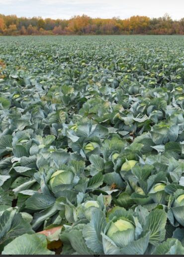 посуда пластиковые: Продается капуста белакачаная сорт Орион поздная