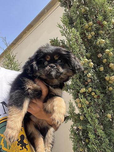 i̇sm: Pekines, 3 ay, Dişi, Peyvəndli, Pulsuz çatdırılma — 4