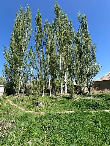 Продажа коттеджей и домов: Срочно продается дом с участком 35 соток ( по факту 45 соток) в селе — 2