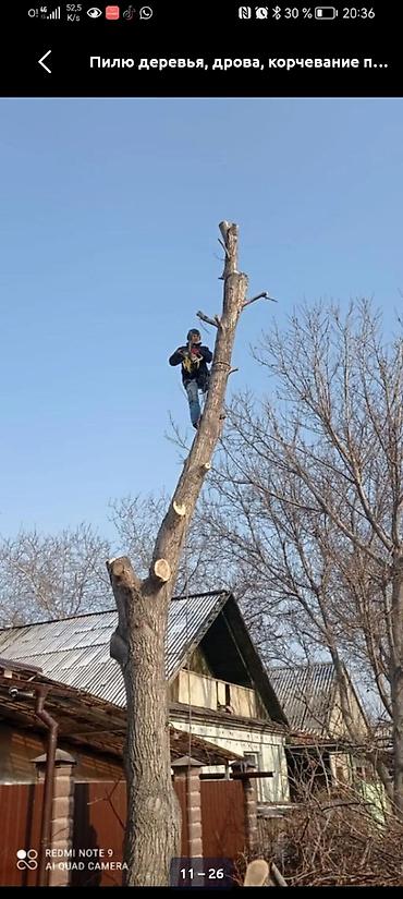постройка: Услуги по распилу и уходу за деревьями - Спил деревьев любой — 7