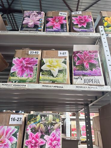 Садовые цветы и кустарники: Луковицы цветка: Лилейники — 5