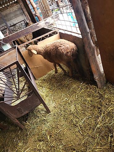 Баран, овца: Продаю | Баран (самец) | Гиссарская, Эдильбаевская, Арашан | Для разведения | Племенные, Осеменитель — 5