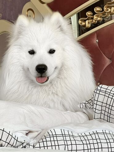 İtlər: Samoyed, 2 il, Erkek