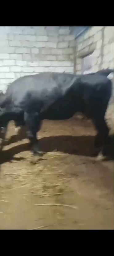 Inəklər, öküzlər: Erkək, il: 3, 900 kq, Ətlik — 3