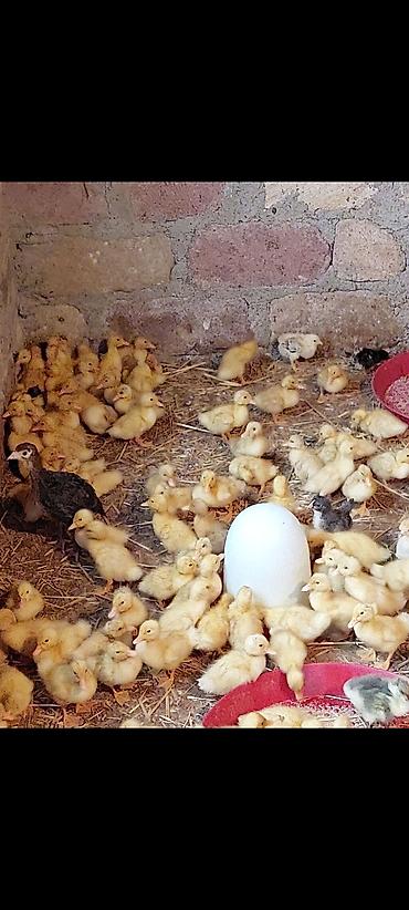 pekin ördeği: Ördək cücələri, Damazlıq, Ödənişli çatdırılma — 7