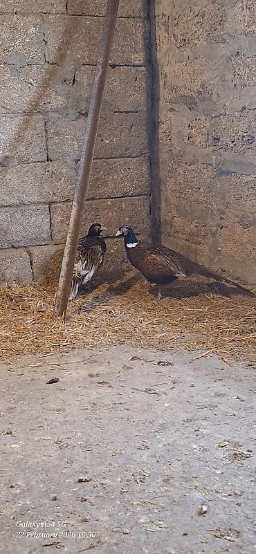 Digər quşlar: Qirqovul Xoruzlar satilir — 12