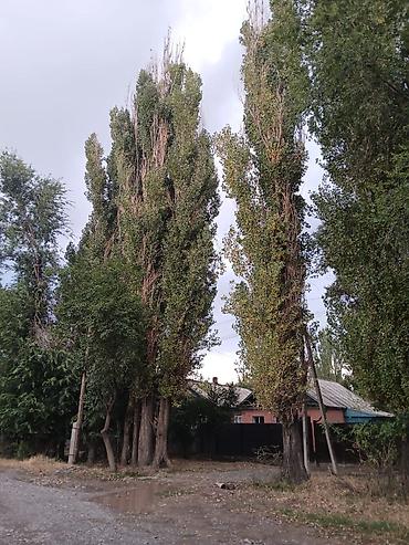 аквариум с рыбами: Саженцы — 1