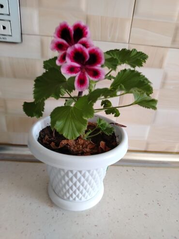 Otaq bitkiləri: Otaq bitkiləri — 11