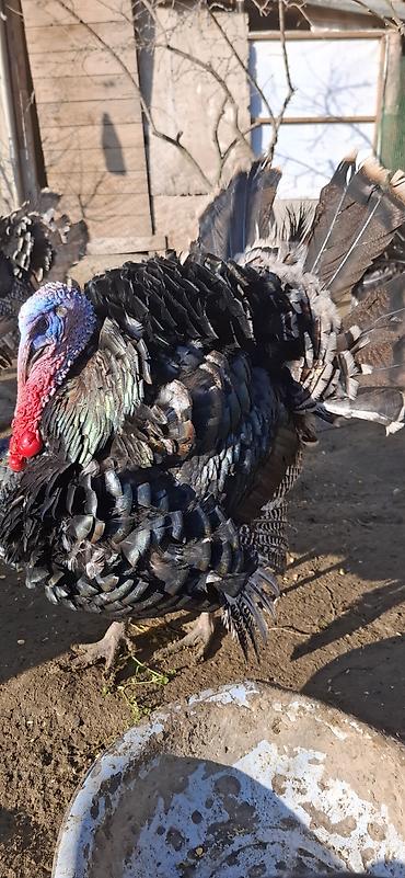 Hinduşka: Erkək, Amerika, Damazlıq, Ünvandan götürmə, Ödənişli çatdırılma — 1